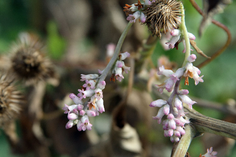 Изображение особи Cuscuta lehmanniana.