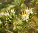 Cousinia triflora