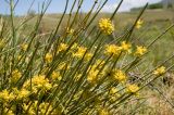 Ephedra intermedia