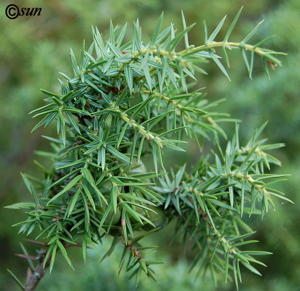 Изображение особи Juniperus deltoides.