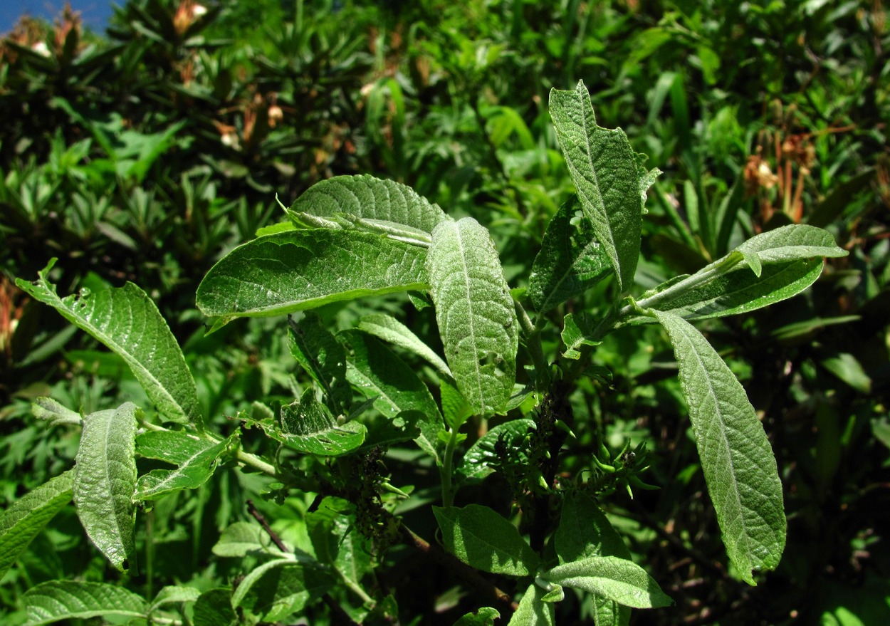 Image of genus Salix specimen.