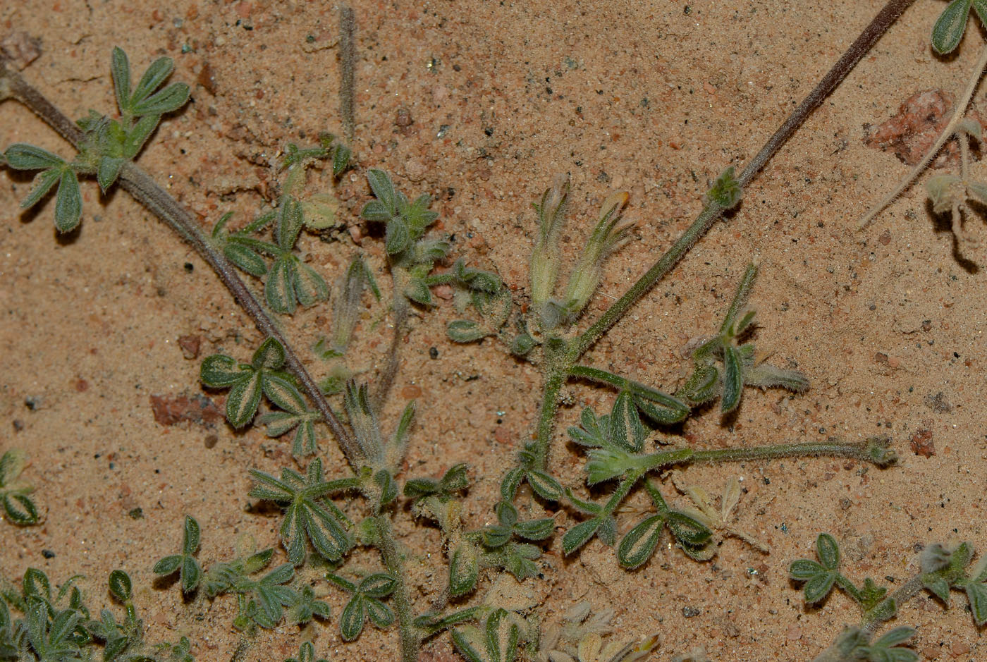 Image of Lotononis platycarpa specimen.