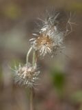 Antennaria dioica. Ложе облетевшего соплодия-корзинки и осыпавшиеся плоды. Ленинградская обл., Лужский р-н, травяно-зеленомошный сосняк, на поляне. 02.07.2015.