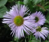 Erigeron speciosus