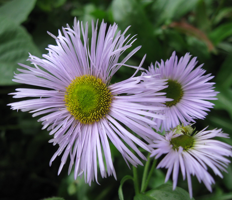 Изображение особи Erigeron speciosus.