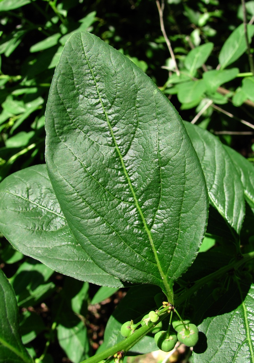 Image of Flueggea suffruticosa specimen.