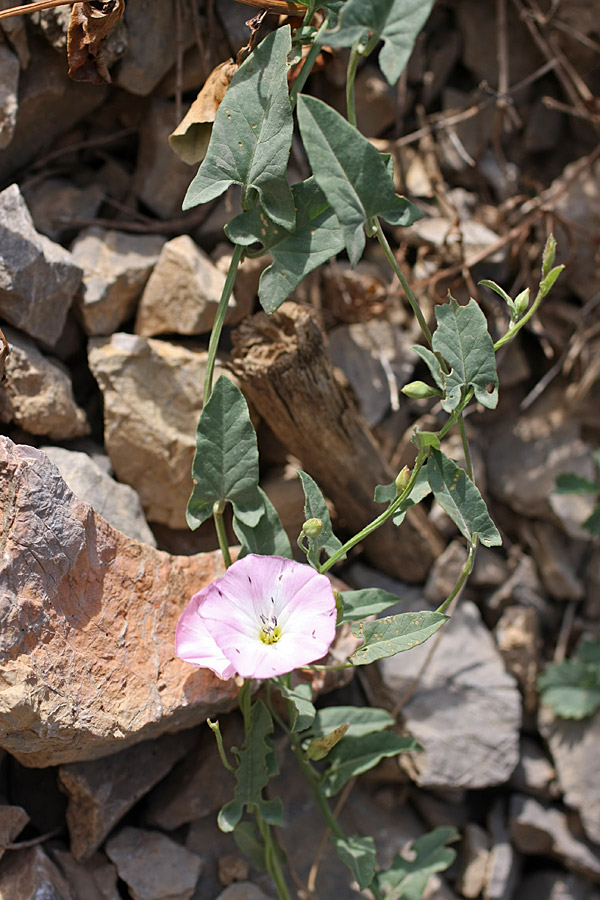 Image of Convolvulus arvensis specimen.