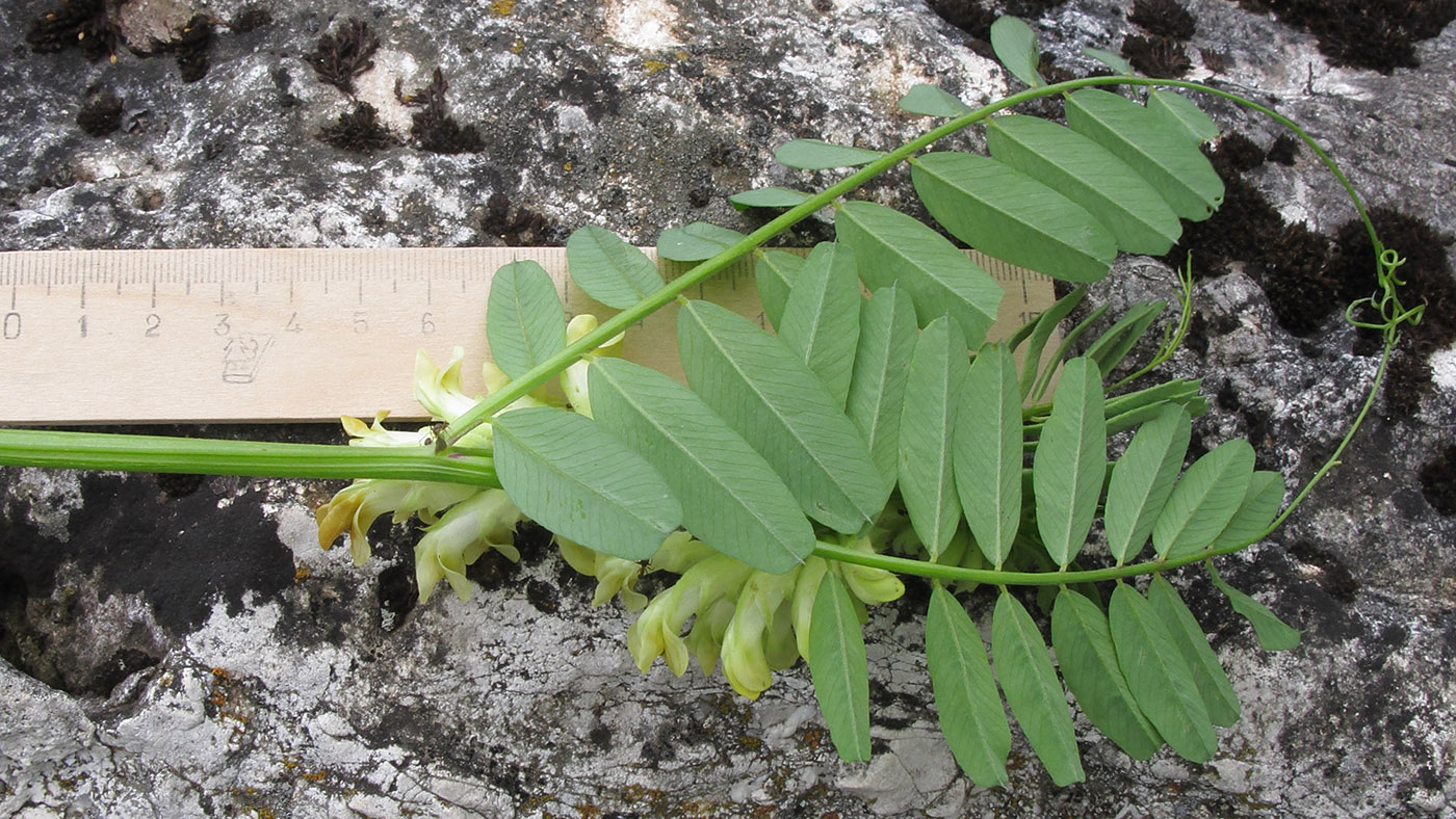 Изображение особи Vicia balansae.