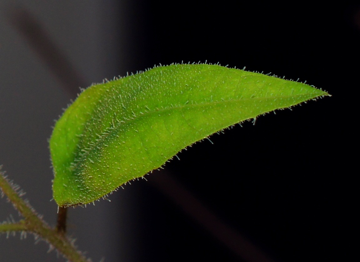 Image of Corymbia citriodora specimen.