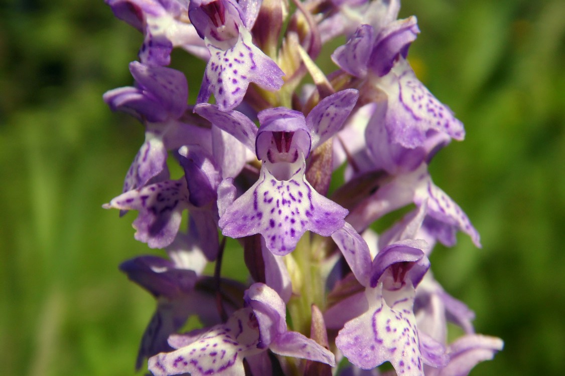 Image of Dactylorhiza baltica specimen.