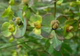 Euphorbia condylocarpa