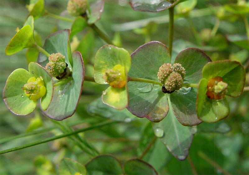 Image of Euphorbia condylocarpa specimen.