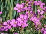 Dianthus versicolor. Цветки. Иркутская обл., Иркутский р-н, окр. с. Смоленщина, луг. 24.07.2014.