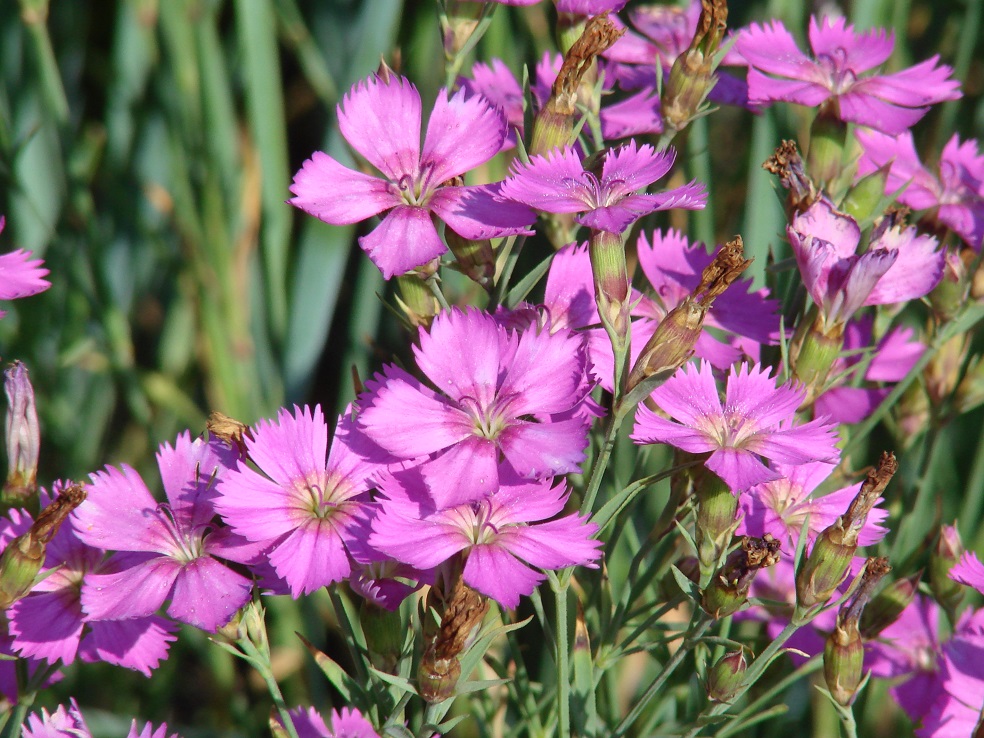 Изображение особи Dianthus versicolor.