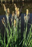 Carex elata. Верхушки цветущих растений. Нидерланды, провинция Groningen, Haren, у берега мелиоративной канавы. 18 апреля 2010 г.