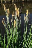 Carex elata. Верхушки цветущих растений. Нидерланды, провинция Groningen, Haren, у берега мелиоративной канавы. 18 апреля 2010 г.
