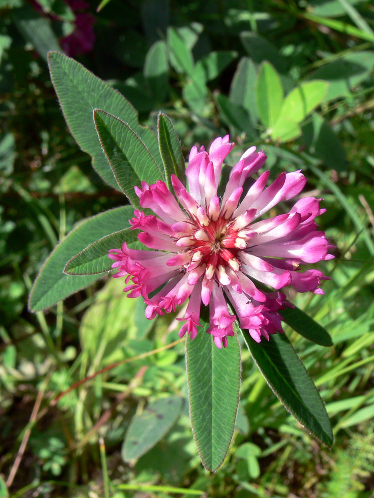 Image of Trifolium medium specimen.