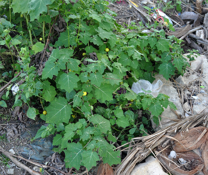 Изображение особи Solanum surattense.