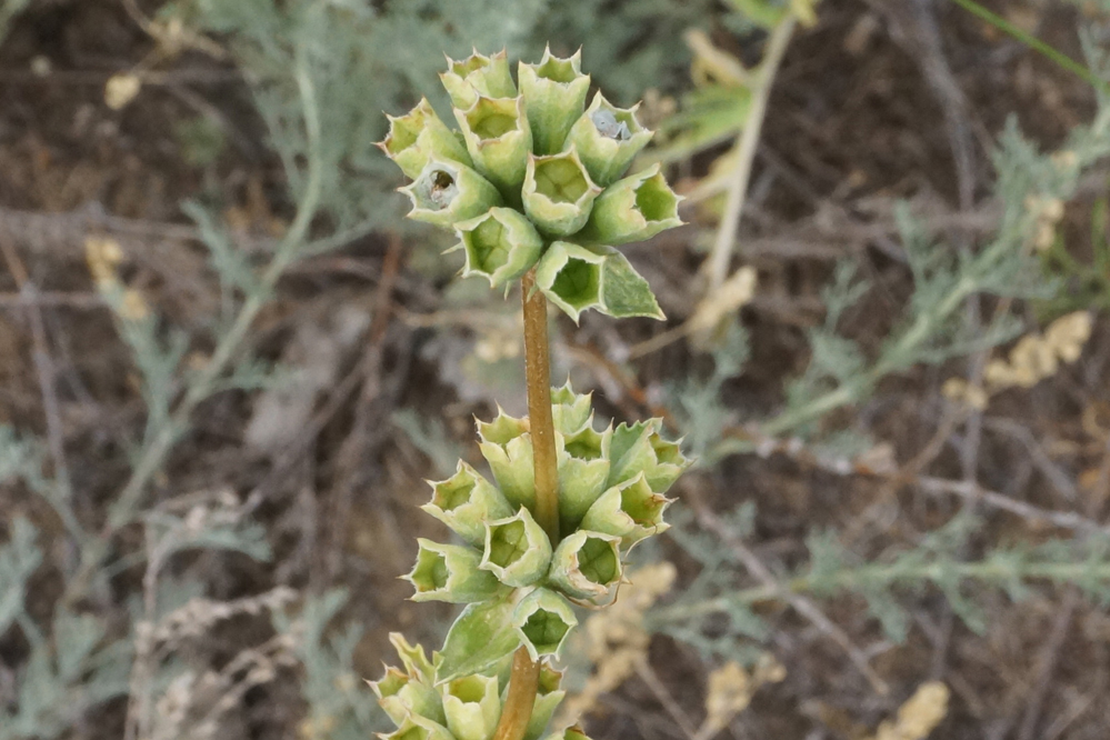 Изображение особи Phlomoides iliensis.
