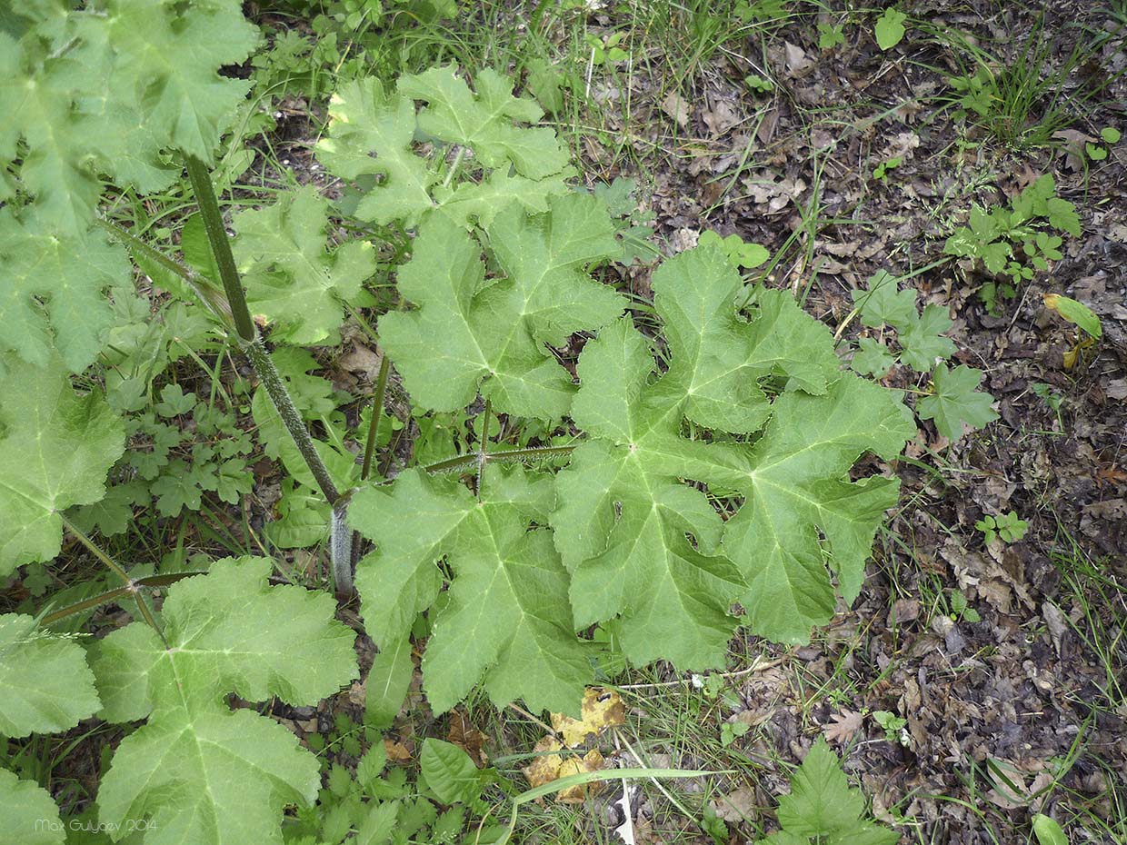 Изображение особи Heracleum sibiricum.