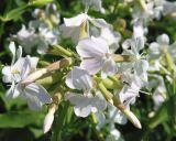 Saponaria officinalis. Соцветие. Восточный Казахстан, г. Усть-Каменогорск, правый берег р. Иртыш, луг. 03.07.2005.