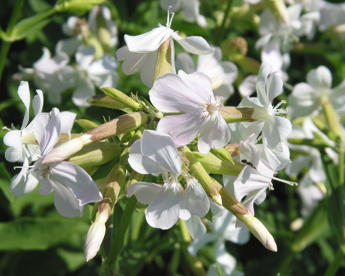 Изображение особи Saponaria officinalis.