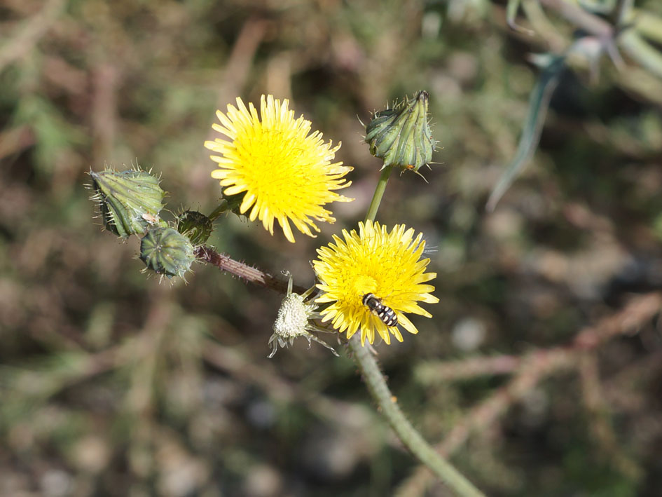 Image of Sonchus oleraceus specimen.