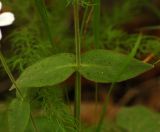 Cerastium pauciflorum