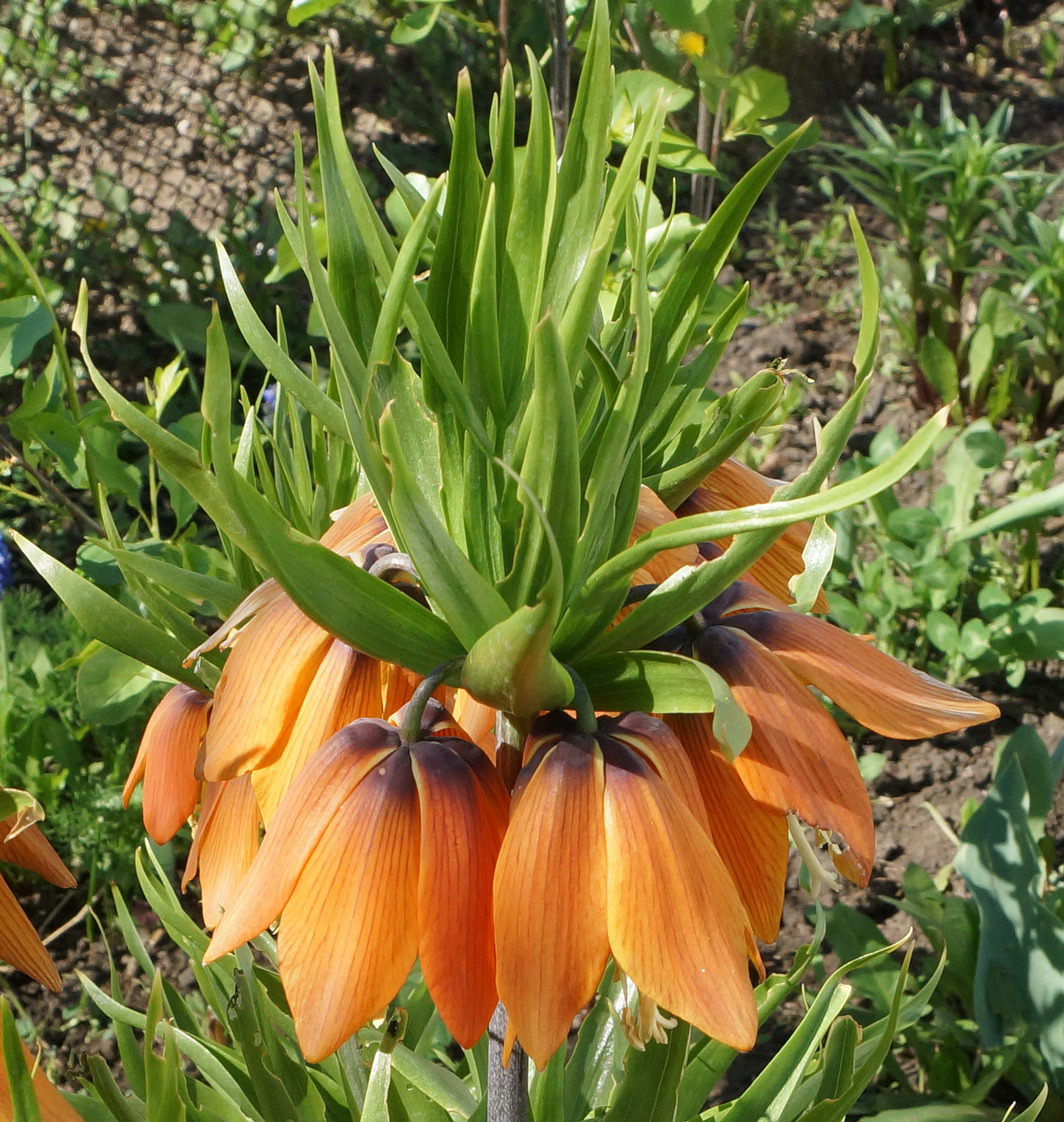 Изображение особи Fritillaria imperialis.