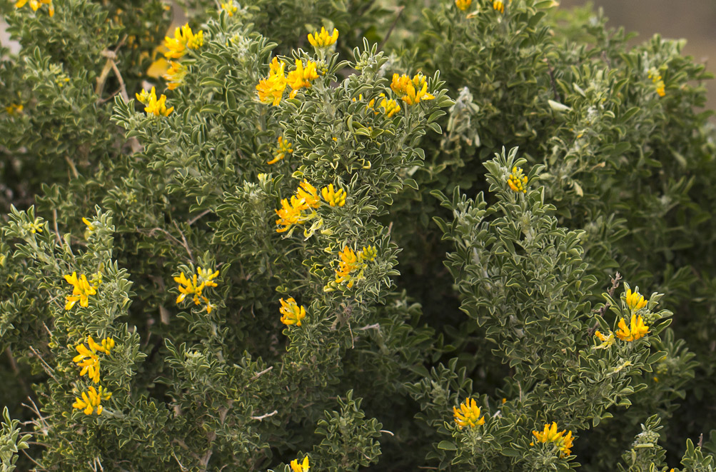 Изображение особи Medicago arborea.