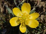 Eranthis longistipitata