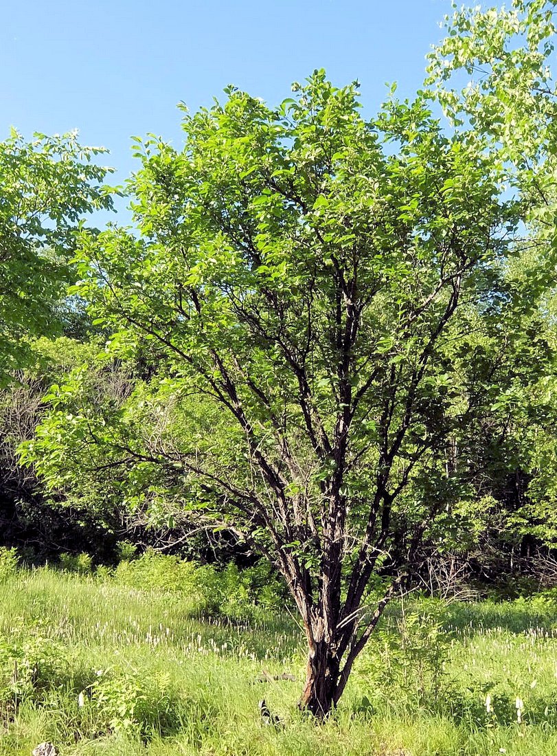 Изображение особи Rhamnus davurica.