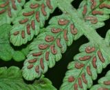 Lunathyrium henryi. Часть вайи с сорусами. Приморский край, Партизанский р-н, окр. с. Владимиро-Александровское, широколиственный лес на северном склоне. 02.09.2015.