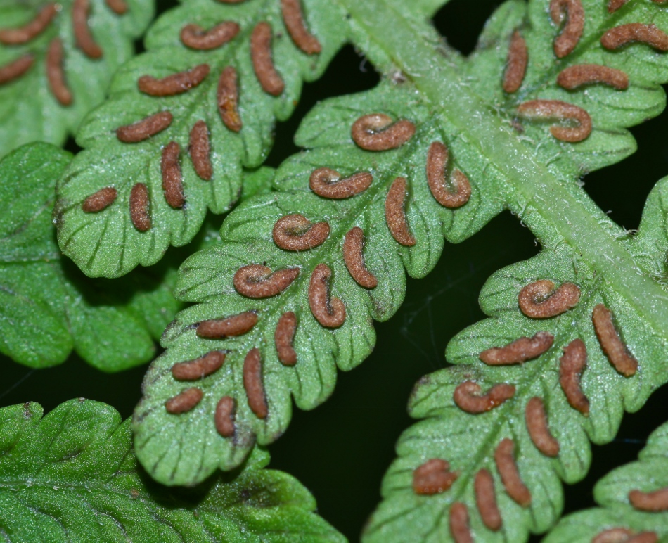 Изображение особи Lunathyrium henryi.