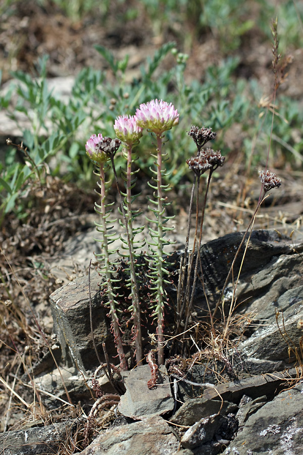 Image of Pseudosedum lievenii specimen.