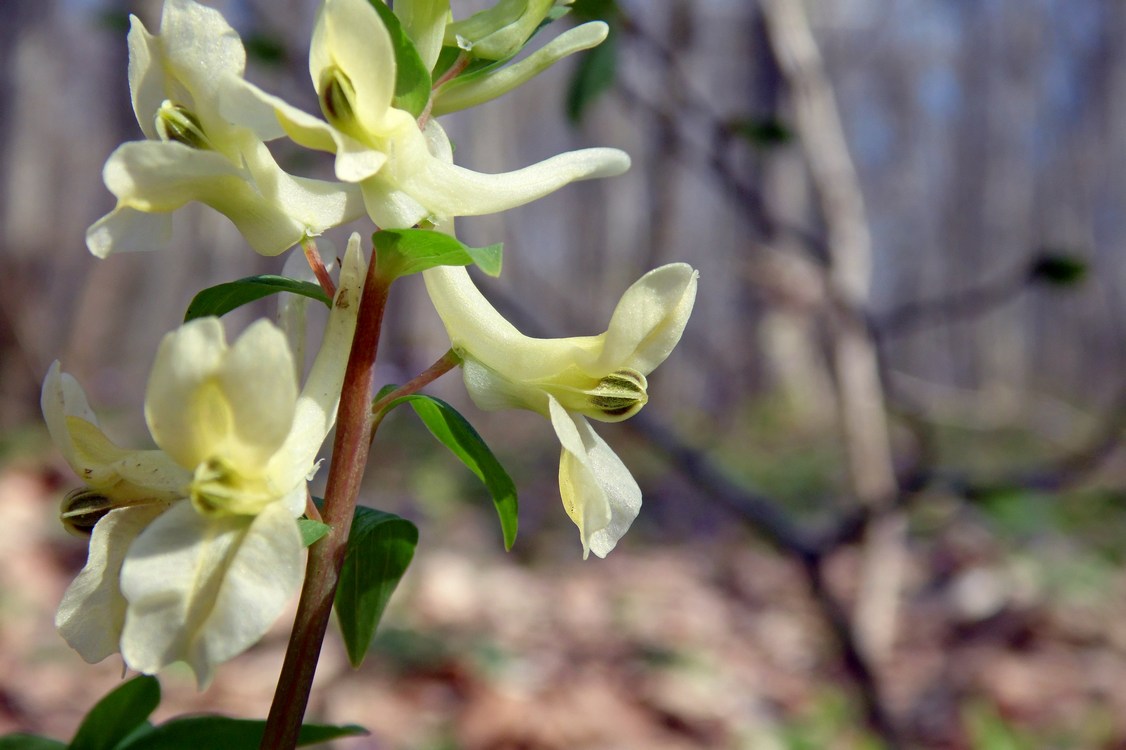 Image of Corydalis marschalliana specimen.
