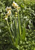 genus Narcissus