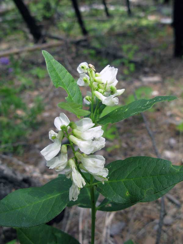 Изображение особи Vicia unijuga.