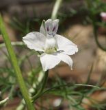 Delphinium ajacis