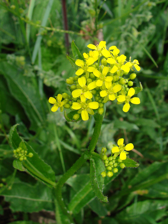 Image of Bunias orientalis specimen.