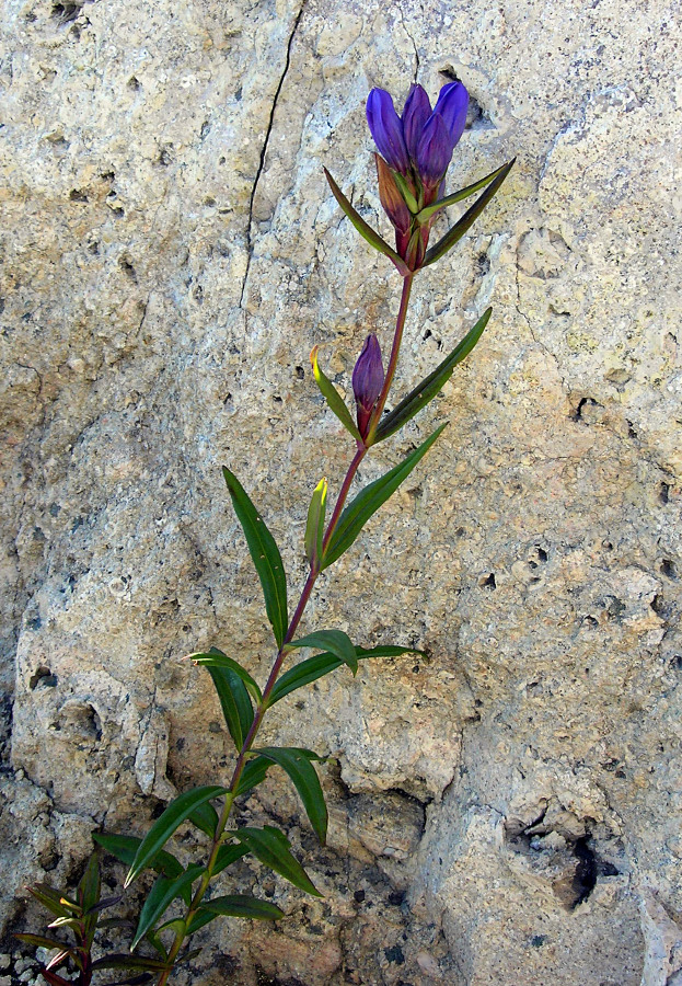 Image of Gentiana triflora specimen.