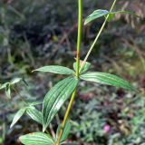 Galium boreale. Часть побега. Свердловская обл., г. Екатеринбург, окр. пос. Шабровский, берёзовый лес. 15.08.2015.