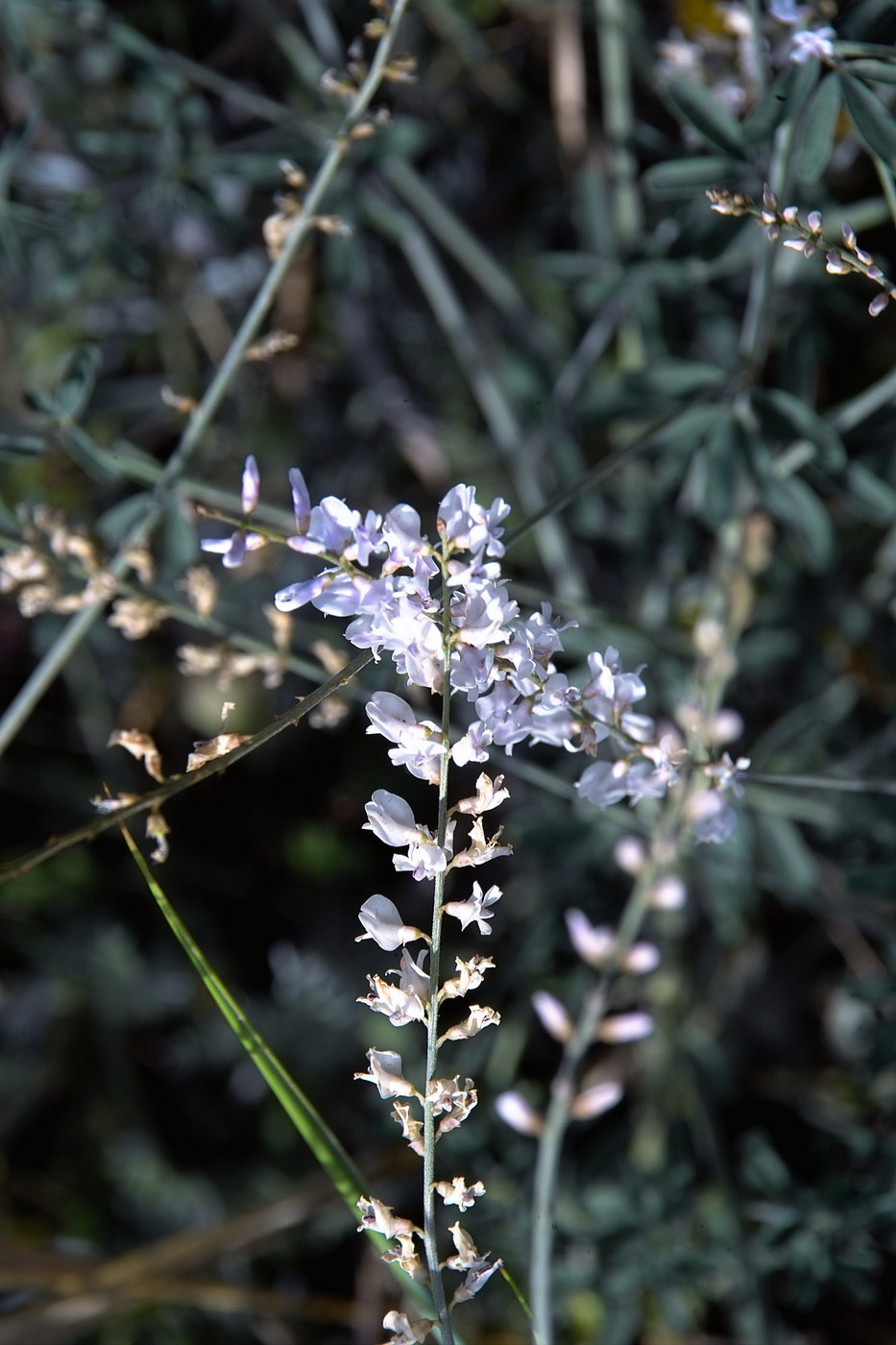 Image of Astragalus melilotoides specimen.