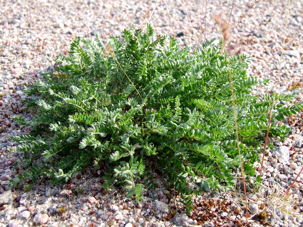 Image of Astragalus subpolaris specimen.