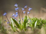Scilla siberica
