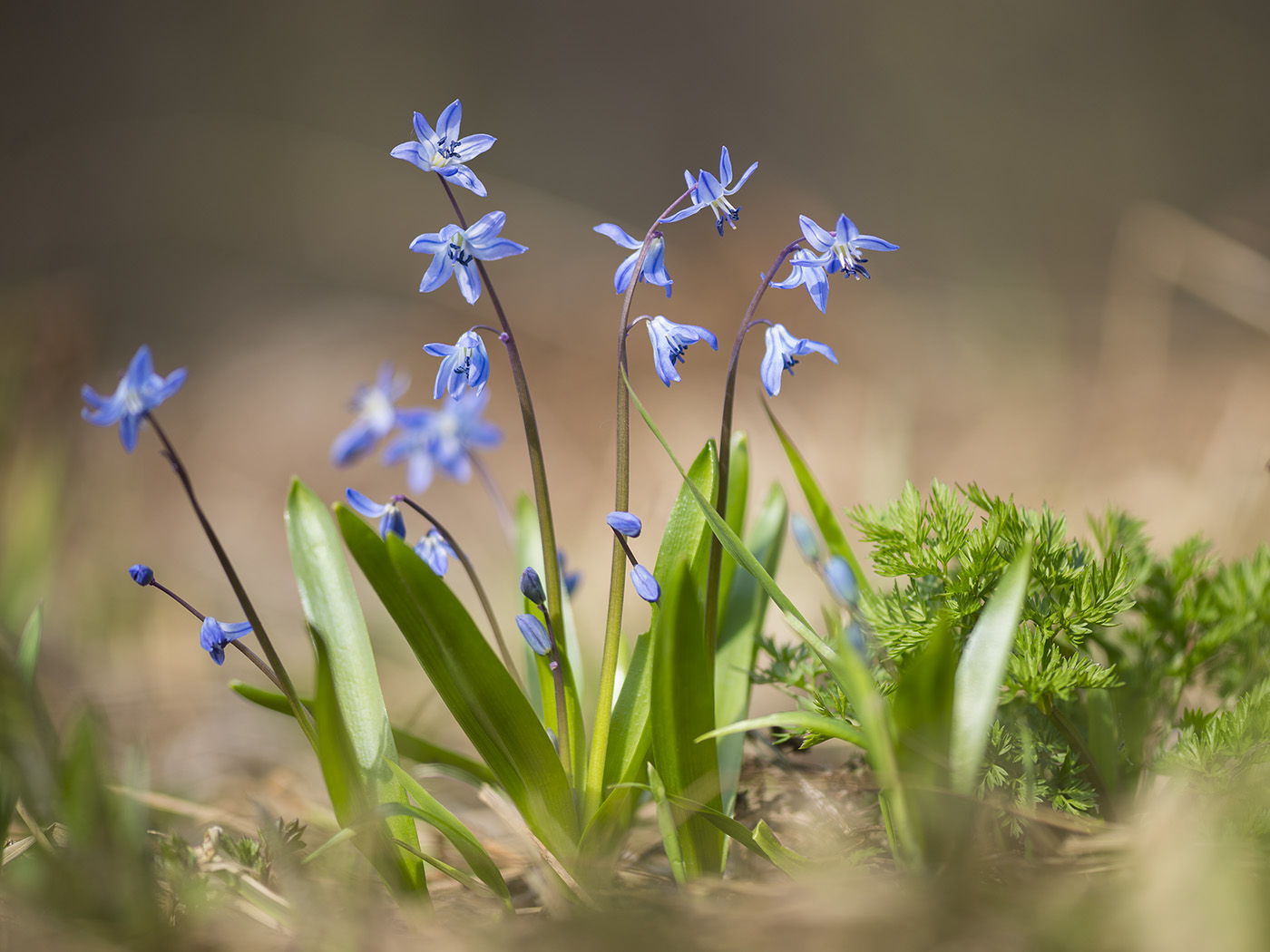 Изображение особи Scilla siberica.