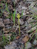 Corallorhiza trifida