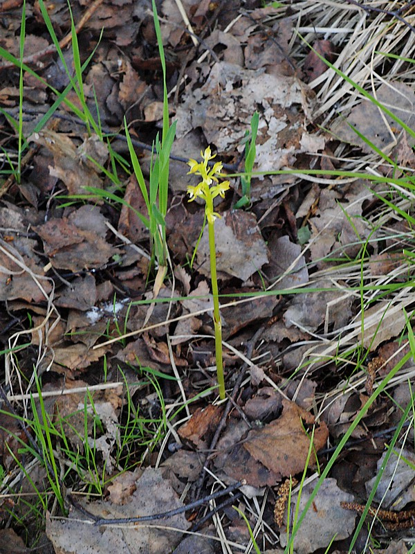 Изображение особи Corallorhiza trifida.