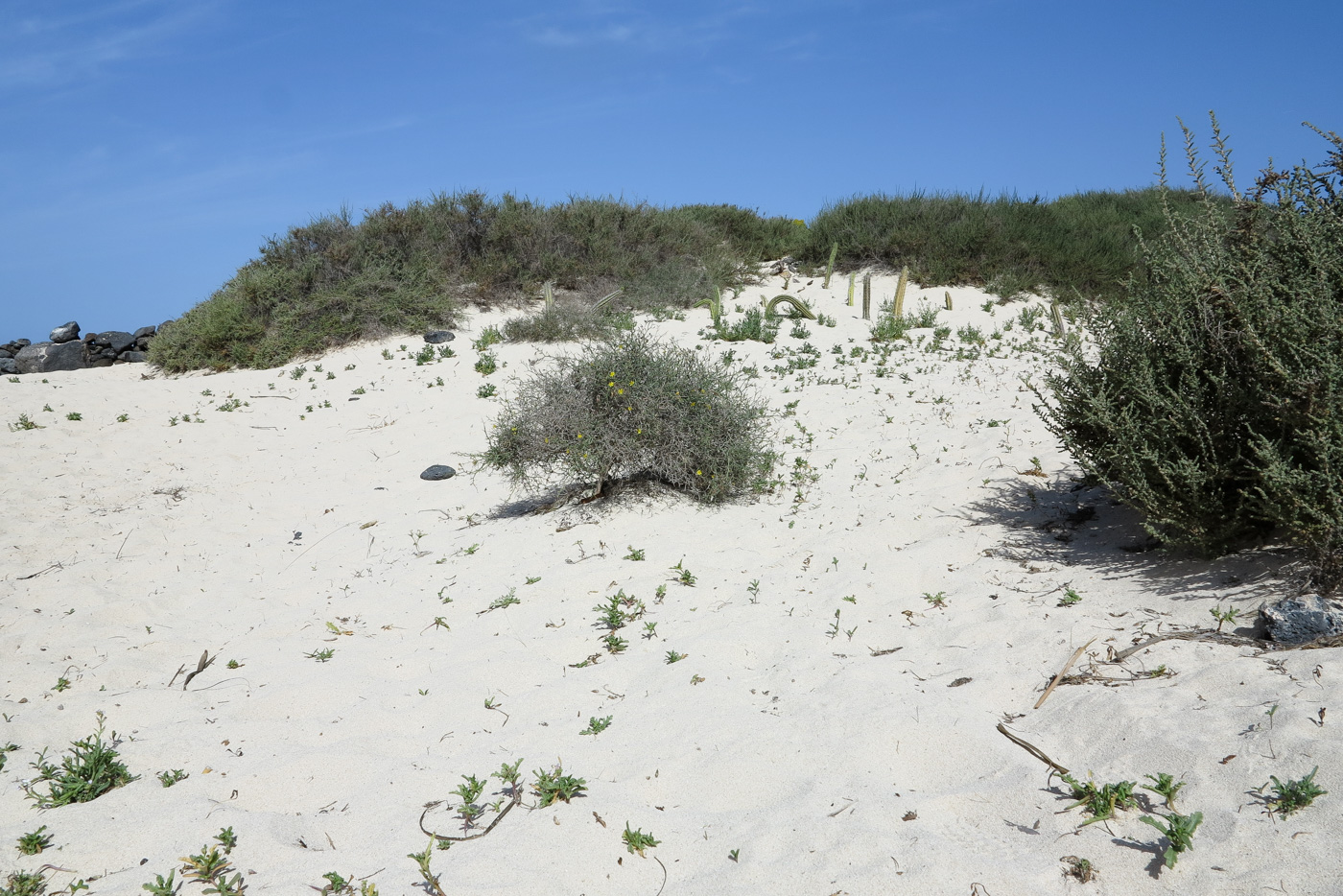 Image of Launaea arborescens specimen.