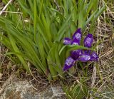 Iris ruthenica